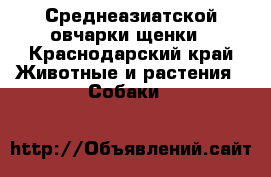 Среднеазиатской овчарки щенки - Краснодарский край Животные и растения » Собаки   